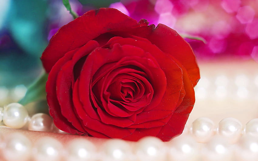 バラの 赤いバラの花 モバイルの 1 つ、美しいバラ 高画質の壁紙