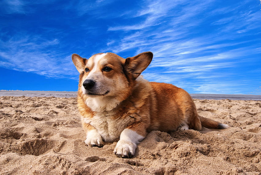 : уелско корги пемброк, лежащо на пясъка под бял облак, синьо небе, куче корги HD тапет