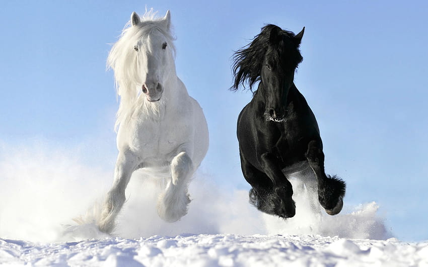 Lindo Cavalo Frisão Branco, lindo cavalo branco papel de parede HD