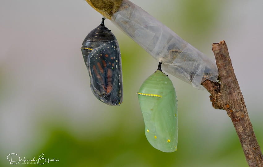 butterfly, sprig, cocoons, leafhoppers HD wallpaper
