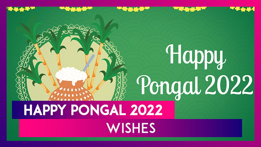 Happy Pongal 2022 Messages: Cheerful Thai Pongal Wishes, & Quotes HD wallpaper