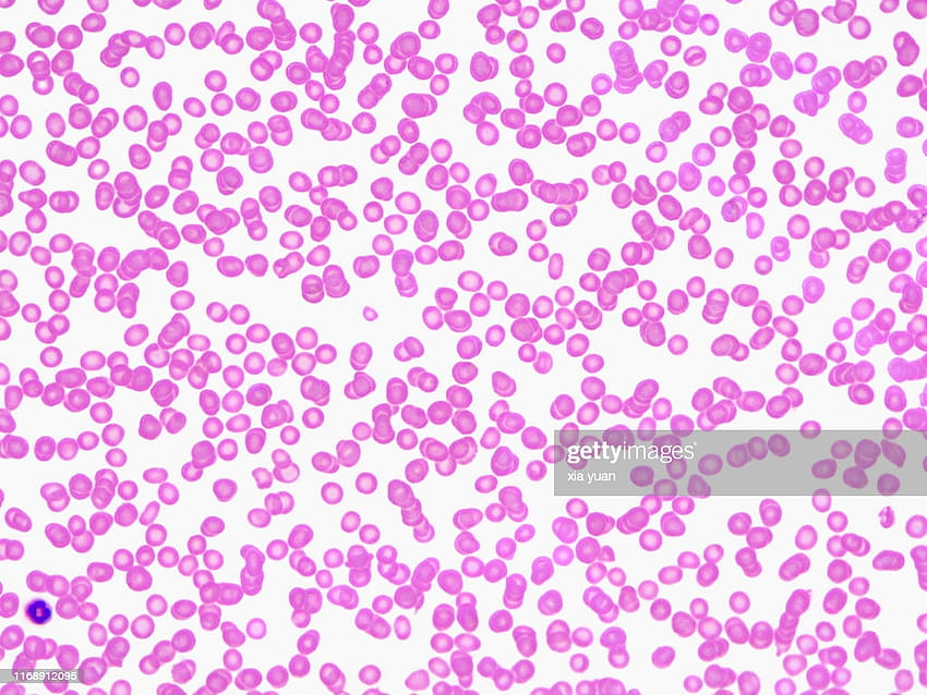 Red Blood Cells40x Light Micrograph High HD wallpaper