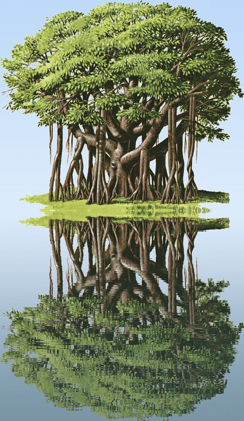 Tree worship and tree of wise ancestors' spirits, banyan tree HD phone wallpaper
