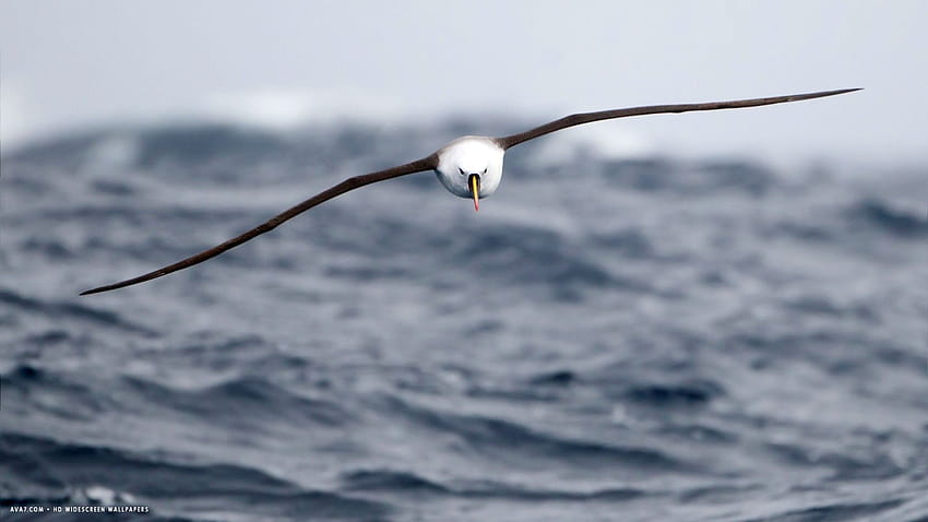 Albatros, Seevogel, Vogel, Vögel / und mobile Hintergründe, Seevogel HD-Hintergrundbild