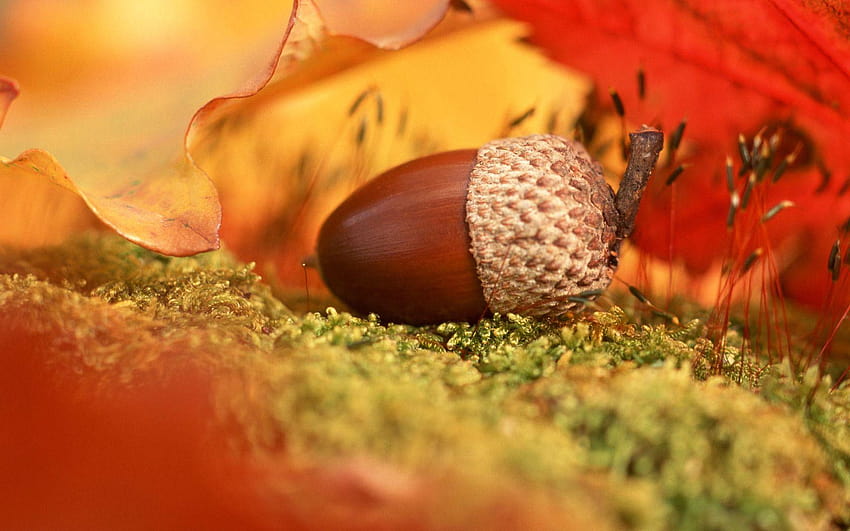 Autumn acorn, macro autumn HD wallpaper