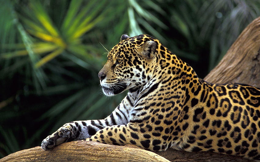 Jaguar, amazon yağmur ormanları HD duvar kağıdı