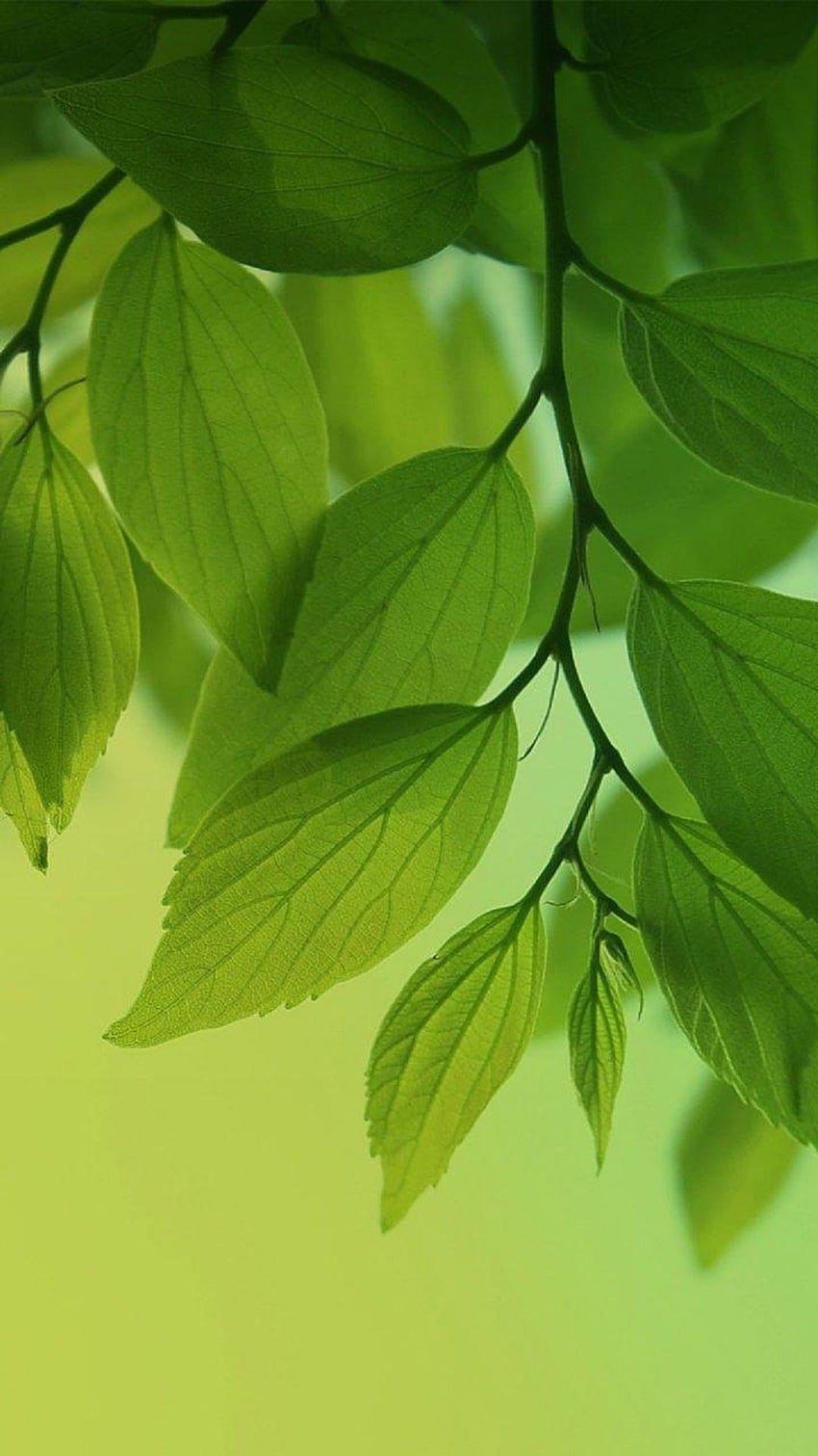 Árbol de hojas verdes Android, hoja verde fondo de pantalla del teléfono