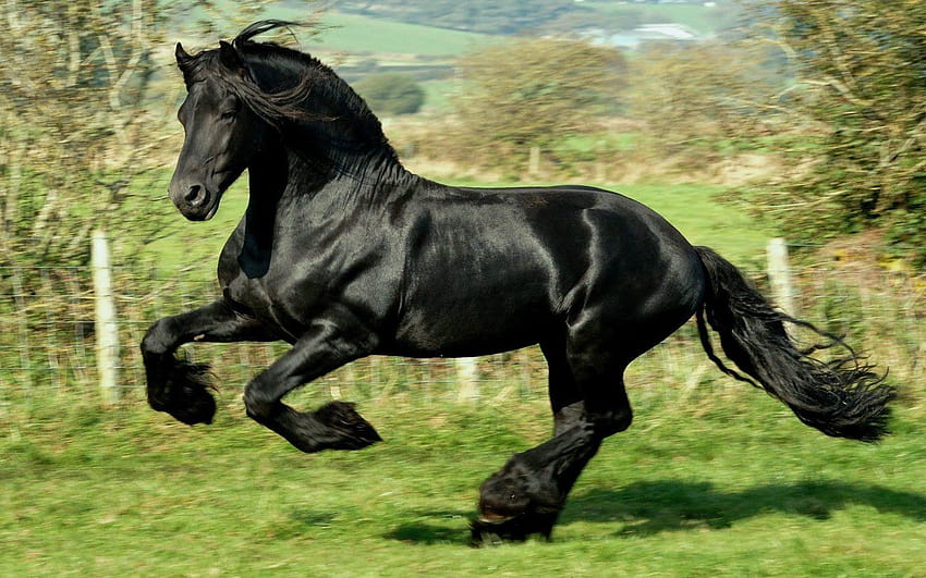 черен див кон, тичащ [1600x1000] за вашия мобилен телефон и таблет, черни диви коне HD тапет