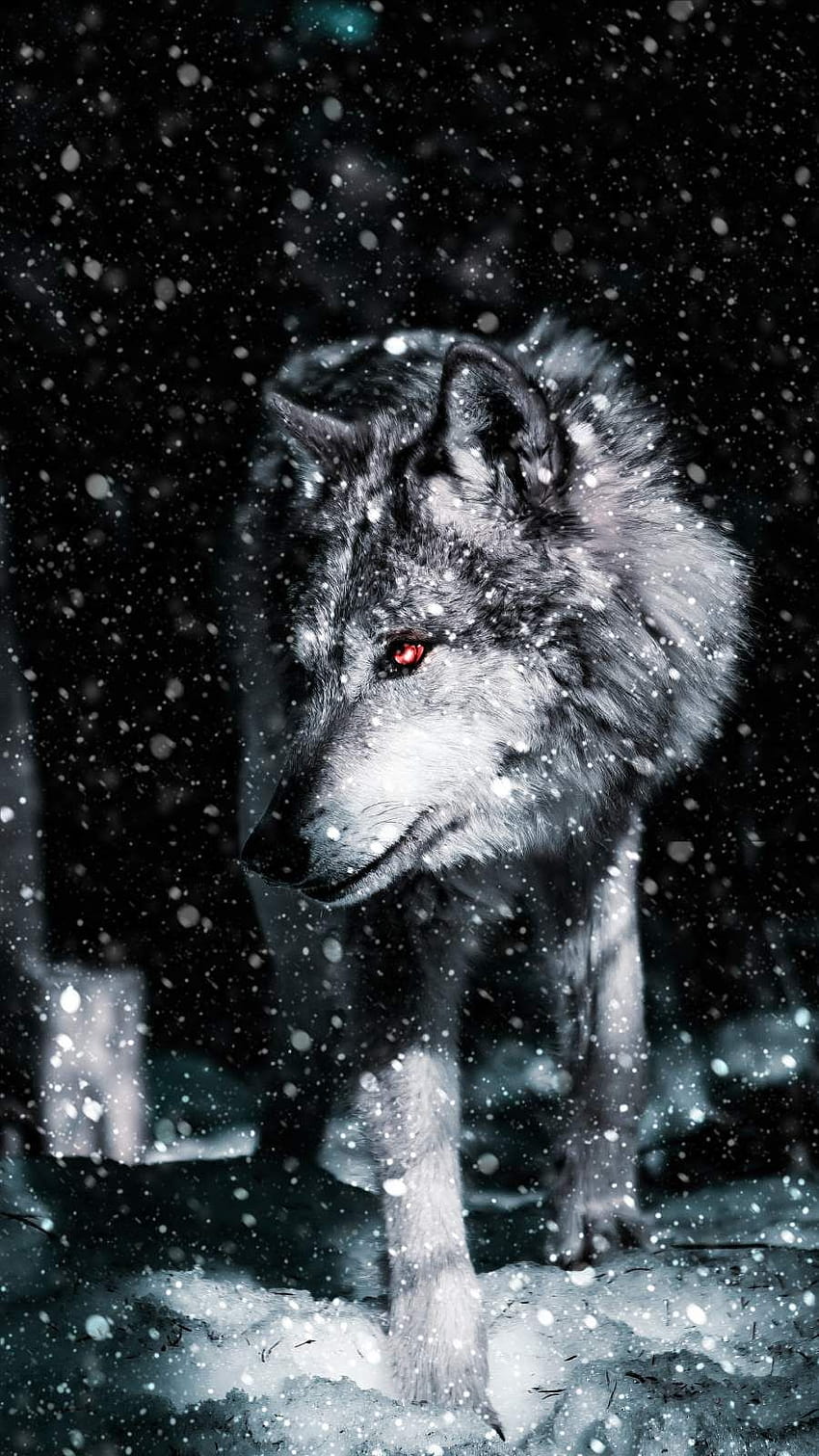 Alpha Wolf iPhone with 900x1600 Resolution in 2021, alpha man HD phone wallpaper