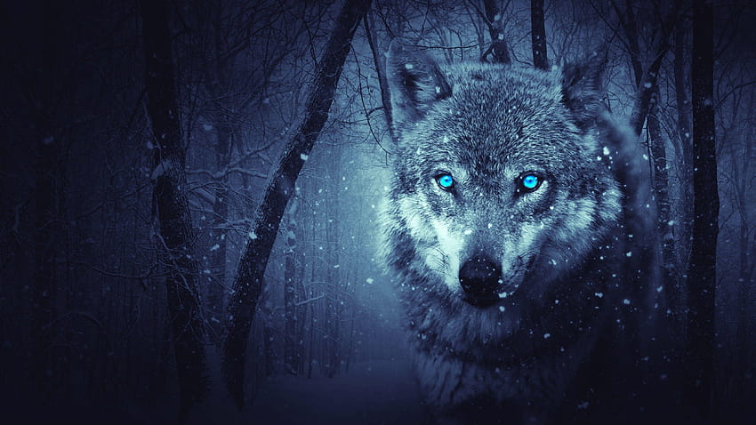 Wild Wolf, Blue eyes, Scary, Snowfall, Winter, Animals, wolf eyes HD wallpaper