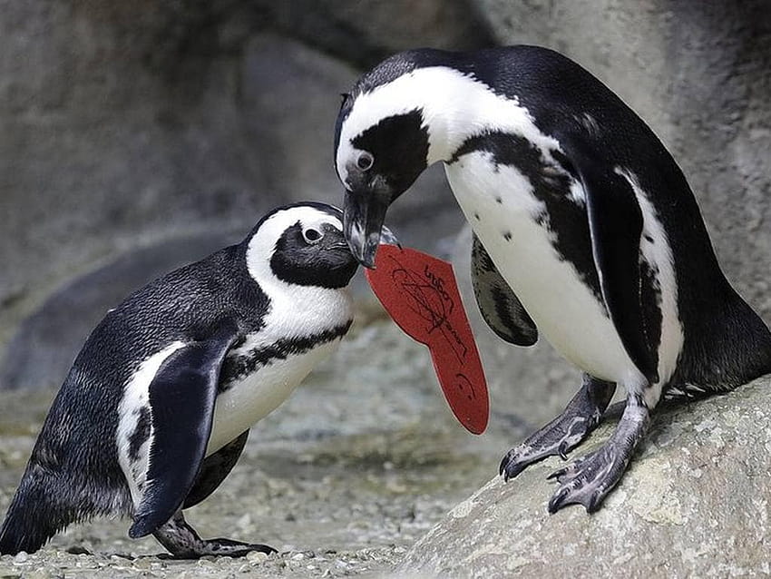 Adorable penguin pair at San Francisco Zoo get in on the Valentine's Day fun, valentine penguins HD wallpaper