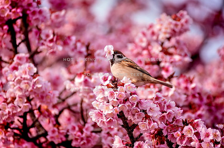 How to See Japan's Cherry Blossoms in 2019