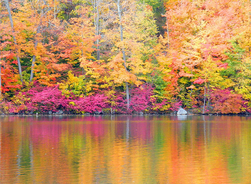 : pink, autumn, trees, orange, lake, reflection, fall, water, colors, yellow, pond, seasons, reflexions 3124x2299, pink autumn trees HD wallpaper