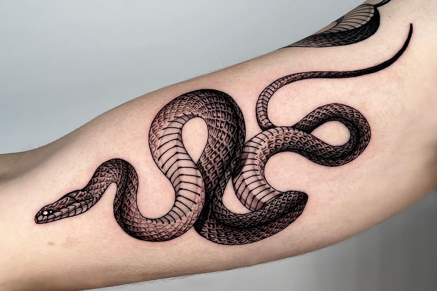 HD snake tattoo wallpapers  Peakpx