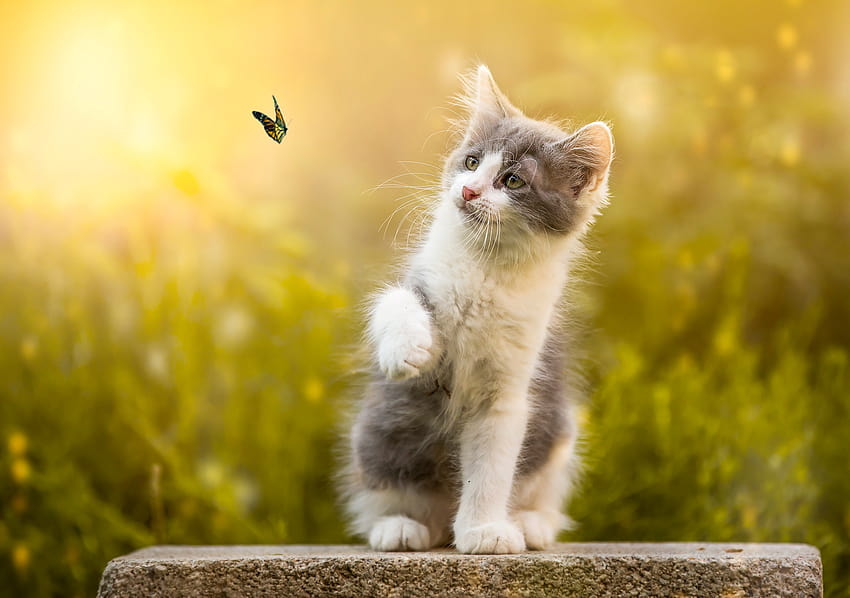 cat, Animals, Insect, Nature, Butterfly / and Mobile Backgrounds, cat butterfly HD wallpaper