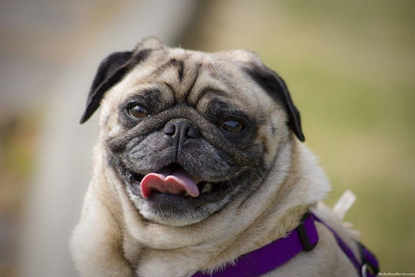 Funny Pug, cute vodafone dog HD wallpaper Funny Pug, cute vodafone dog HD wallpaper