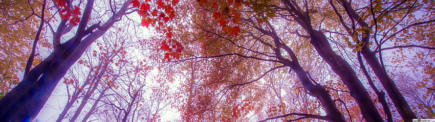Pohon Berwarna, musim gugur 5120x1440 Wallpaper HD
