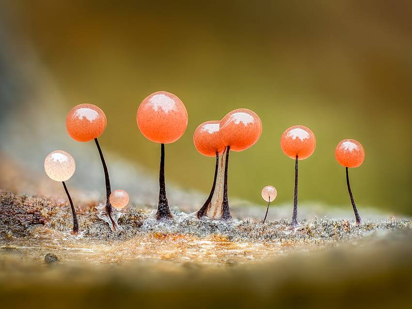 Macro de Barry Webb destaca a espetacular diversidade de fungos limosos papel de parede HD