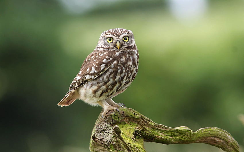 Cute Owl Bird Dry Branch, little owl HD wallpaper