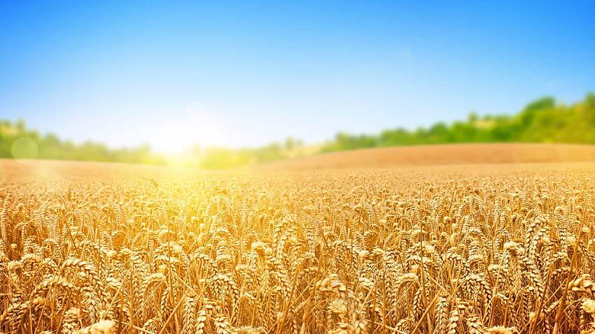 Wheat Field U HD wallpaper