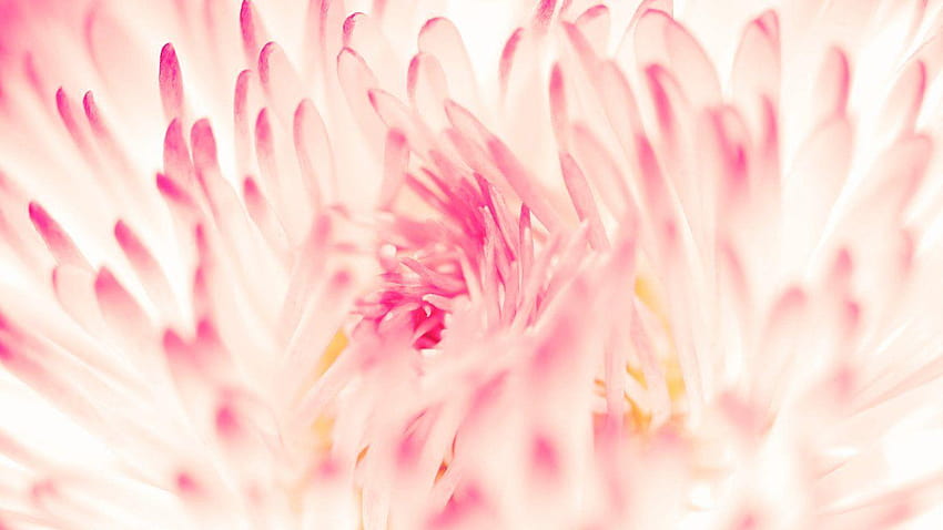 Pink Daisy Flower Hd Wallpaper Pxfuel