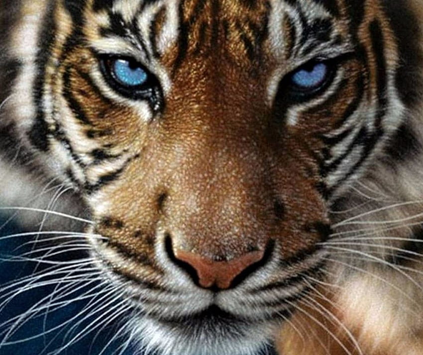 A tale of two tigers, tiger eye HD wallpaper