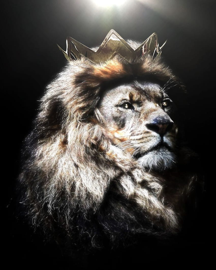 Rey león, corona de león fondo de pantalla del teléfono