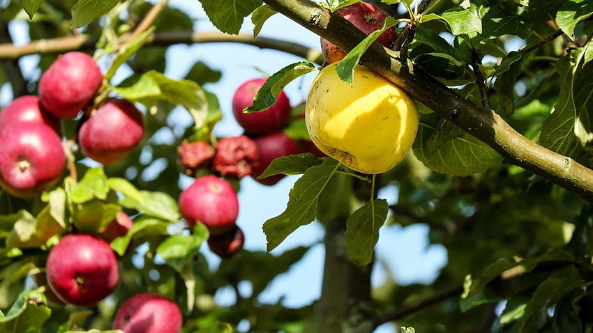 1920x1080 Apple, Tree, Ripe, Branches, Fruits, apple tree HD wallpaper