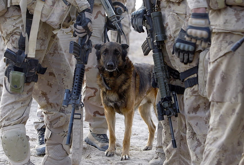 Afghanistan: Dogs of War, army dogs HD wallpaper