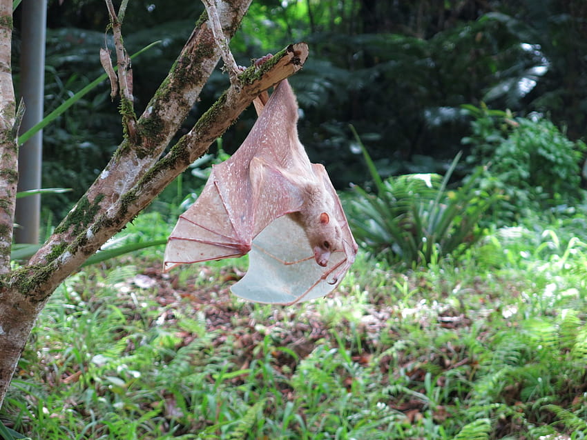 Philippine fruit bats may be entirely new species of their own, DNA suggests, albino bats HD wallpaper