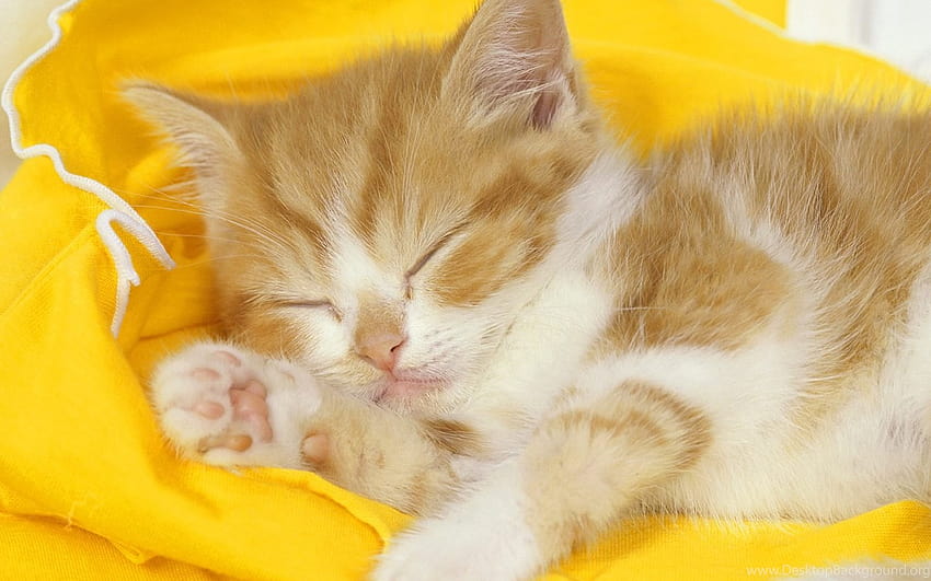 Yellow, Cat, Kitten, Sleeping Kitten. Backgrounds, yellow cat HD wallpaper