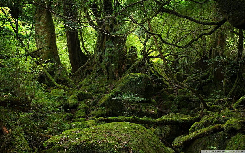 Regenwald ❤ für Ultra TV • Dual HD-Hintergrundbild