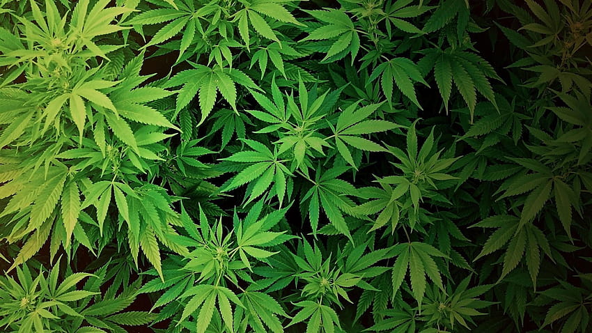 Hanf, Marihuana HD-Hintergrundbild