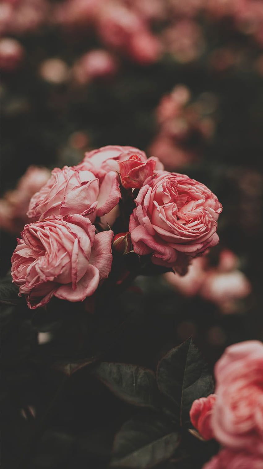 29 Romantic Roses iPhone X, iphone x flower HD phone wallpaper | Pxfuel