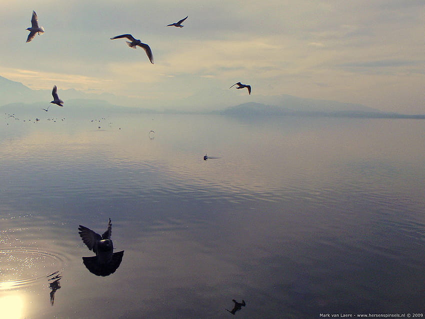 : 'Birds at the Zugersee' HD wallpaper