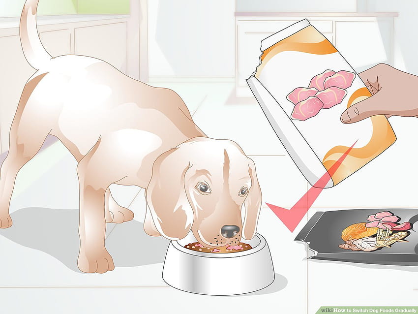 Cómo cambiar gradualmente la comida para perros: 13 pasos fondo de pantalla