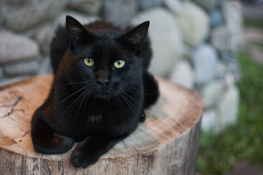 How Natural Light Can Affect the Way Black Cats Look, black cat with golden eyes HD wallpaper