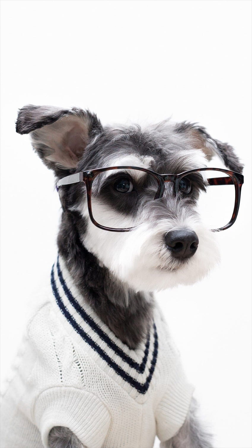 슈나우저 귀여운 애완동물 사랑스러운 강아지 강아지 아이폰 8, 강아지 미학 HD 전화 배경 화면