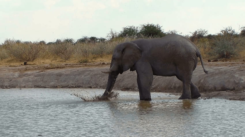 Elephant playing water and mud in a waterhole. Nxai Pan National, nxai pan national park HD wallpaper