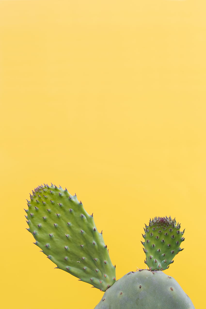 Cactus, succulento, spinoso, verde, minimalismo, succulento minimalista Sfondo del telefono HD