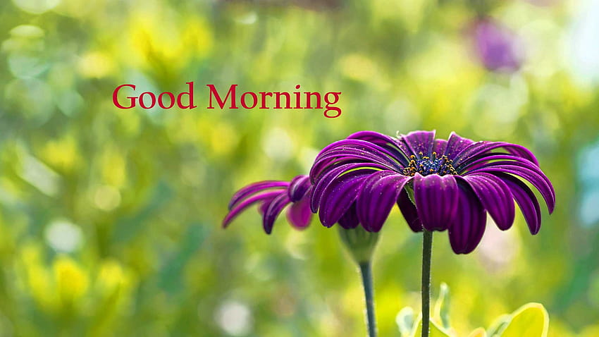 15 Good Morning Flowers Pics Here, new good morning HD wallpaper | Pxfuel
