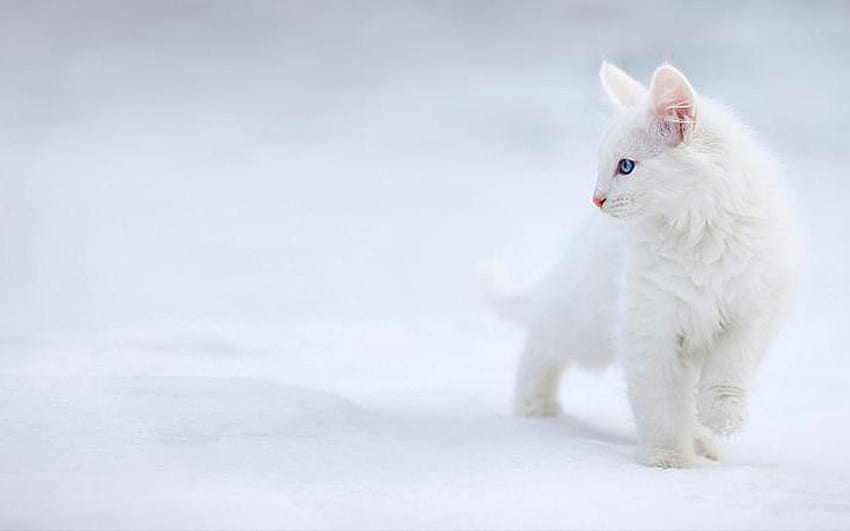 Small cat dump, white cat HD wallpaper