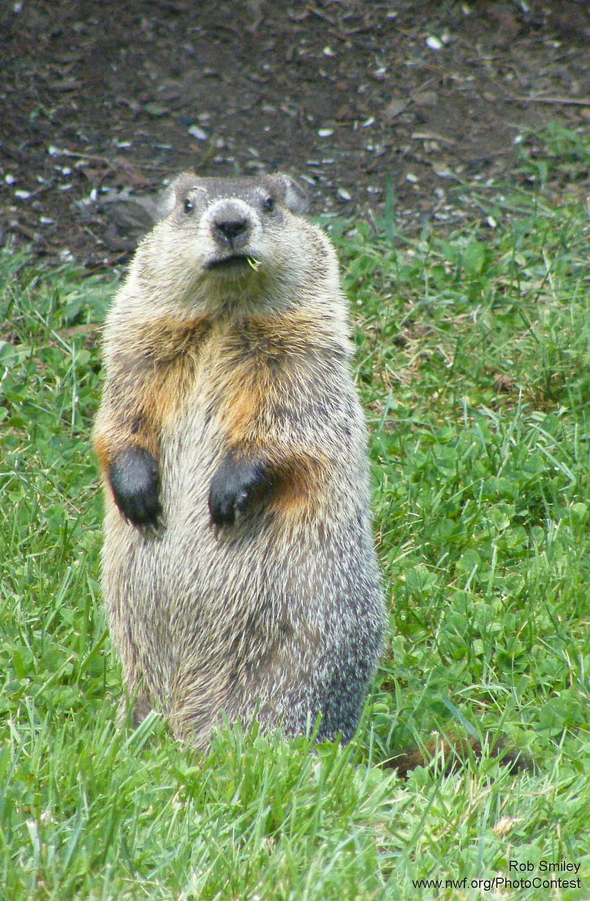 42 Groundhogs ideas, cute groundhog HD phone wallpaper