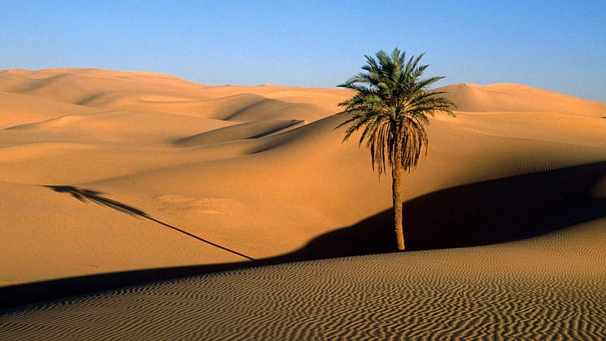 1920x1080 desert, sand, dunes, palm tree, tree, shade, evening Full Backgrounds, desert sand dunes HD wallpaper