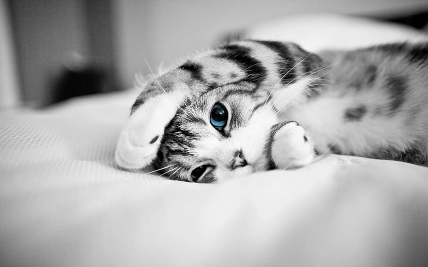 сладка черно-бяла котка HD тапет