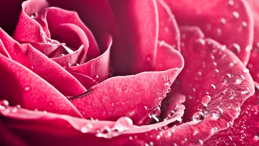 Flowers Posh Pink Rose Pretty Backgrounds ~ Flowers for, posh backgrounds HD wallpaper