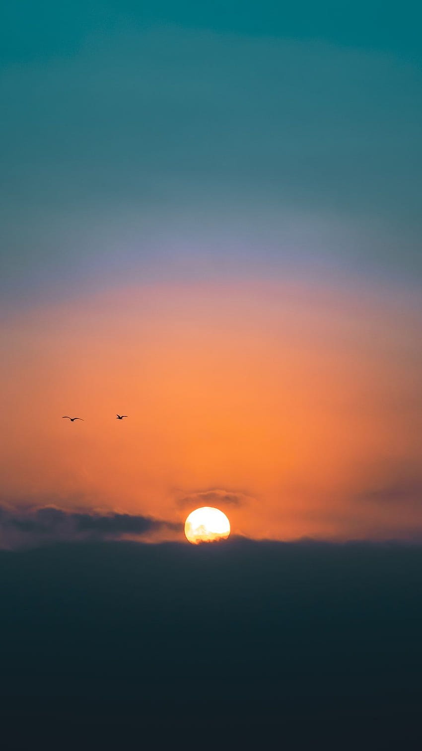Pájaros Amanecer, sol naciente y pájaros. fondo de pantalla del teléfono