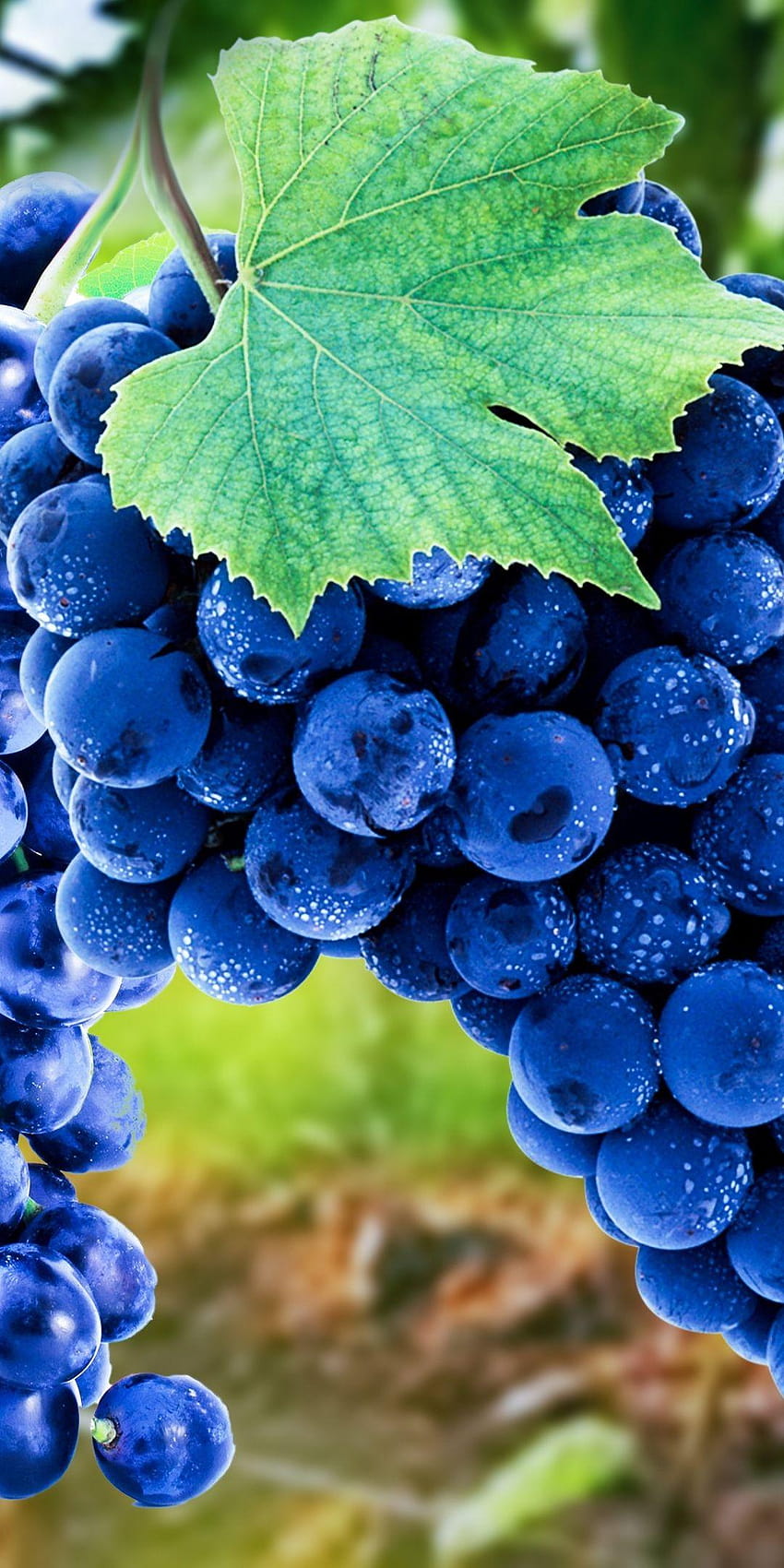 Anggur, biru, buah-buahan, matang, 1080x2160 pada tahun 2020, anggur wallpaper ponsel HD