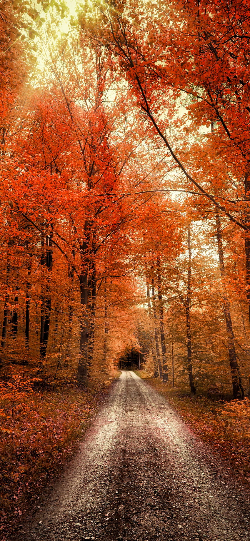 Autumn Forest , Passage, Dirt road, Seasons, Landscape, Scenery, Nature, autumn forest mobile HD phone wallpaper