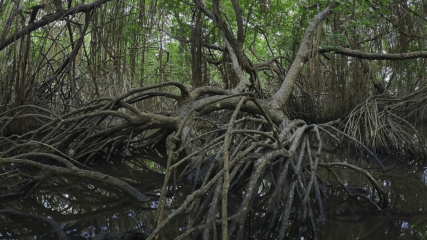 Komplexes Wurzelsystem von Mangrovenbäumen, die im Salzwasser des Küstensumpfes wachsen. Verdrehte Bäume und Äste mit grünem Laub bedecken Waldkronen Stock, alte Bäume Sumpf HD-Hintergrundbild